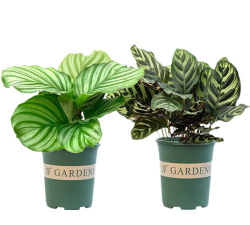 圆叶竹芋严重缺水怎么办