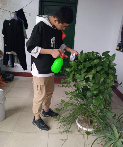 家庭养花用生根粉