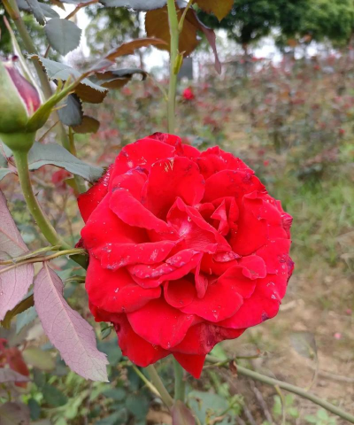 家庭养花用生根粉