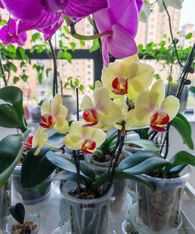 家庭养花用生根粉