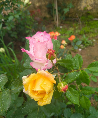 家庭养花用生根粉