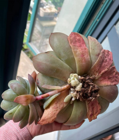 家庭养花用生根粉