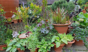 家庭养花用生根粉