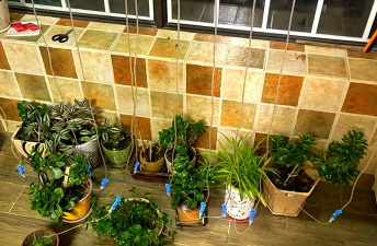 家庭养花用生根粉