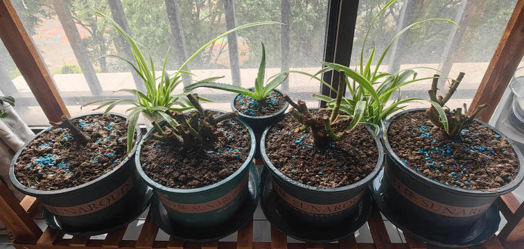 家庭养花用生根粉