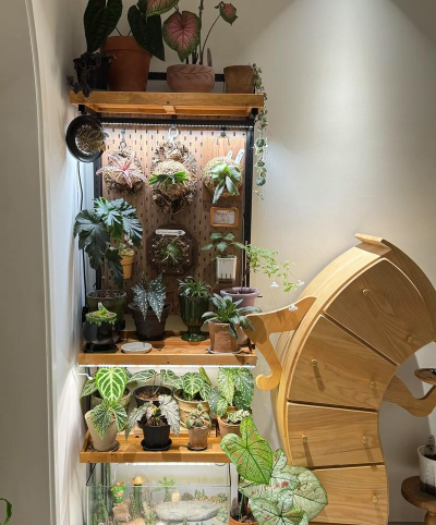 家庭养花用生根粉