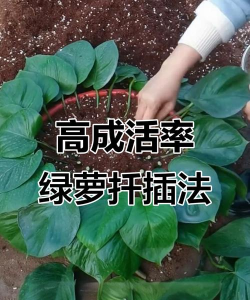 家庭养花用生根粉