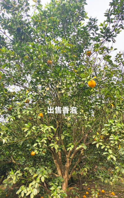 香泡树叶子卷曲怎么办