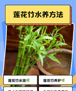 莲花竹长太高了怎么办