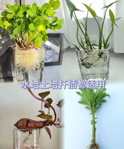 家庭养花用生根粉