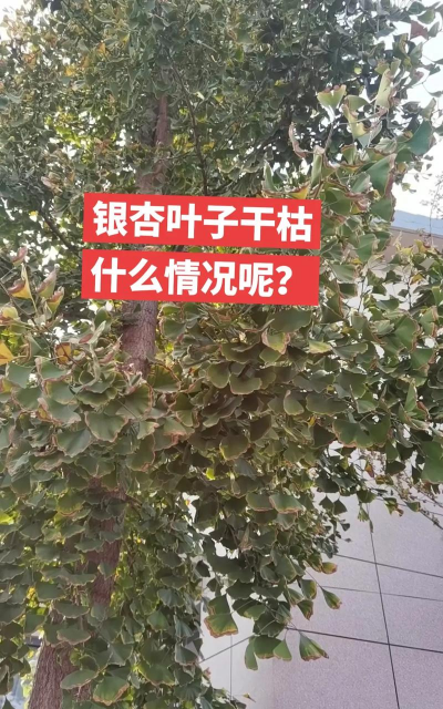 别墅园林绿化设计，打造私密空间，提升居住品质
