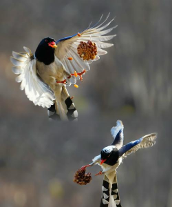 别墅园林绿化设计，打造私密空间，提升居住品质