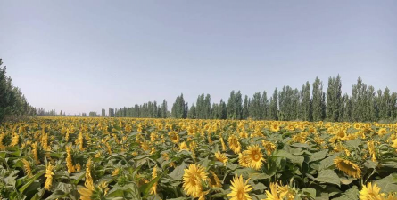 别墅园林绿化设计，打造私密空间，提升居住品质