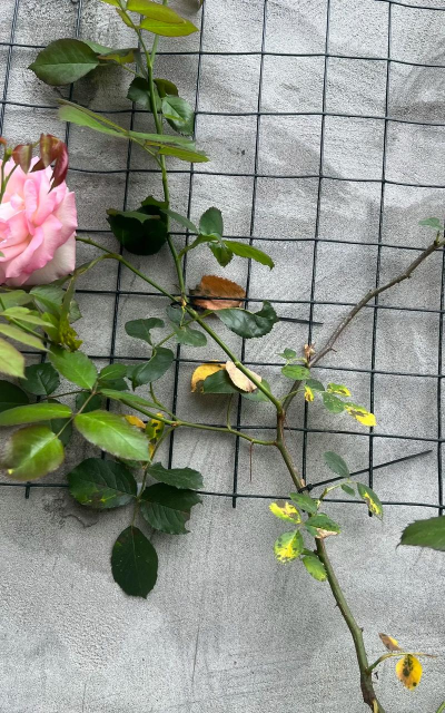 别墅园林绿化设计，打造私密空间，提升居住品质