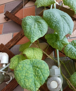 山乌龟干叶子是怎么回事