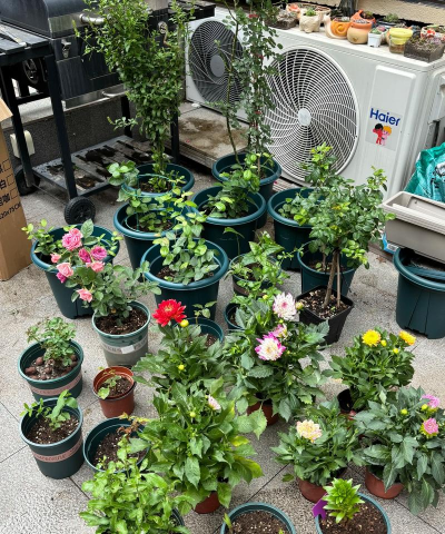 家庭养花用生根粉