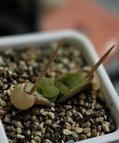 家庭养花用生根粉