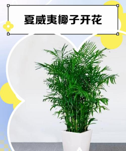 夏威夷怎么养花