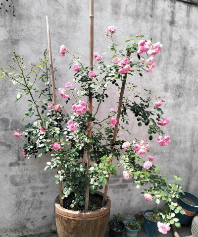 家庭养花用生根粉