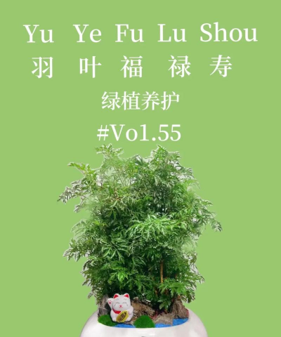 冬天怎么养羽叶福禄寿