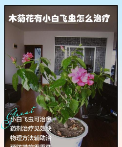 白凤菊木质化怎么办