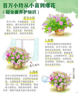 舞春花开花后怎么办