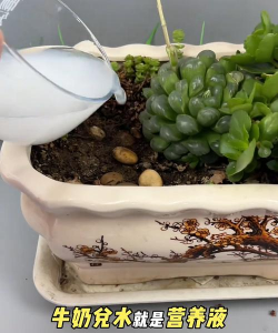 家庭养花用生根粉