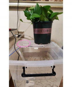 家庭养花用生根粉