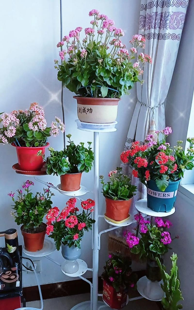 家庭养花用生根粉