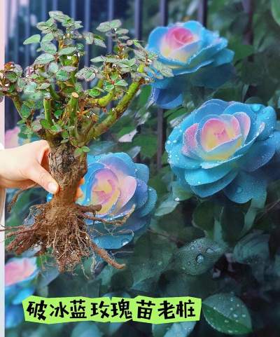 家庭养花用生根粉