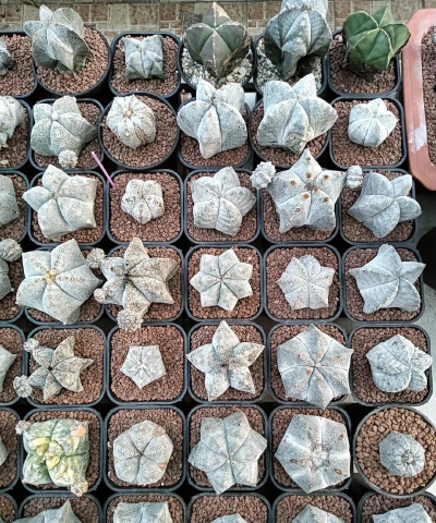 家庭养花用生根粉