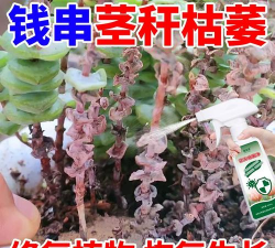 家庭养花用生根粉