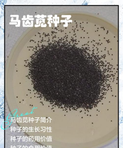 大花马齿苋种子怎么保存