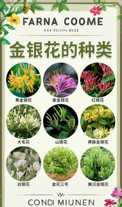 金银花类似的花是什么