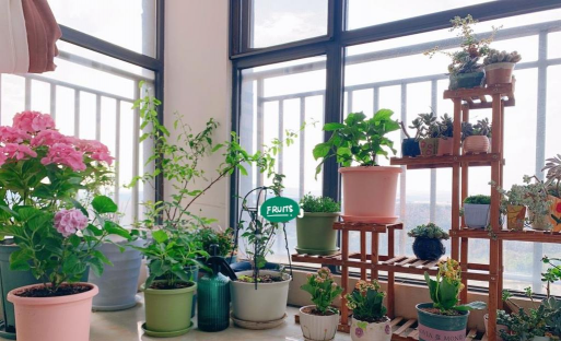 家庭养花用生根粉