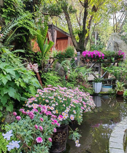 家庭养花用生根粉