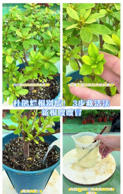 家庭养花用生根粉