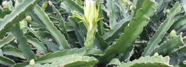 三棱箭腐烂怎么办