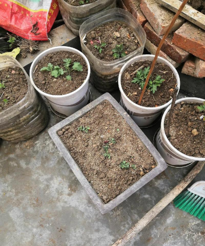 家庭养花用生根粉