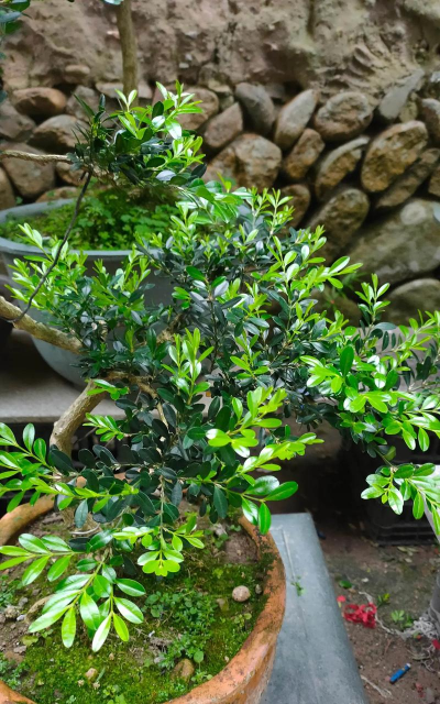 雀舌黄杨叶片发黄怎么了