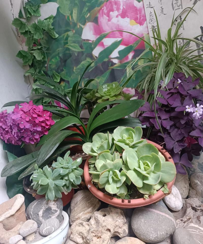 家庭养花用生根粉