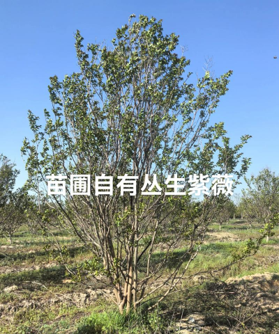 如何修剪丛生紫薇