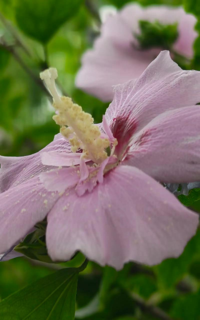 单瓣与复瓣是怎么产生的