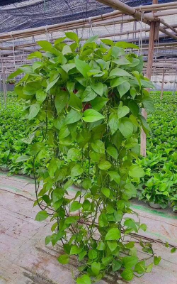 家庭养花用生根粉