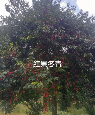 红果冬青果不红怎么回事