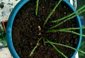 家庭养花用生根粉