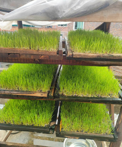 家庭养花用生根粉