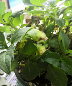 家庭养花用生根粉