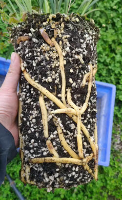 家庭养花用生根粉