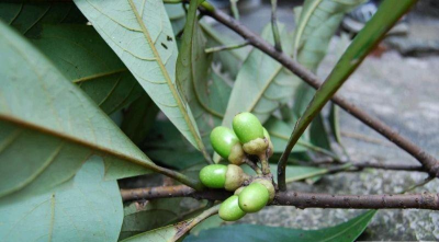 黑壳楠容器育苗技术